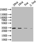Western Blot
Positive WB detected in: recombinant protein
All lanes: SIGB Antibody at 1:1000
Secondary
Goat polyclonal to rabbit IgG at 1/50000 dilution
Predicted band size: 35 kDa
Observed band size: 35 kDa