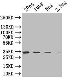 Western Blot
Positive WB detected in: recombinant protein
All lanes: SIGB Antibody at 1:1000
Secondary
Goat polyclonal to rabbit IgG at 1/50000 dilution
Predicted band size: 35 kDa
Observed band size: 35 kDa
