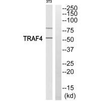 Western blot analysis of extracts from 3T3 cells, using TRAF4 antibody.