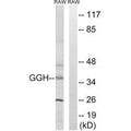 Western blot analysis of extracts from RAW264.7 cells, using GGH antibody.