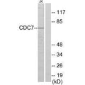 Western blot analysis of extracts from Jurkat cells, using CDC7 antibody.