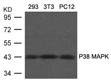 Western blot analysis of extracts from 293, 3T3 and PC12 cells using P38 MAPK(Ab-180/182) Antibody.