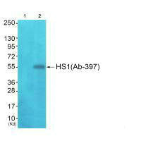 Western blot analysis of extracts from JK cells (Lane 2), using HS1 (Ab-397) antiobdy. The lane on the left is treated with synthesized peptide.