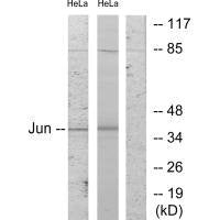 Western blot analysis of extracts from HeLa cells, using c-Jun (Ab-243) antibody.