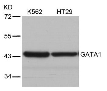 Western blot analysis of extracts from K562 and HT29 cells using GATA1(Ab-310) Antibody.