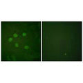 Immunofluorescence analysis of HuvEc cells, using AOS1 antibody.