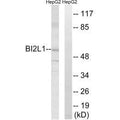 Western blot analysis of extracts from HepG2 cells, using BAIAP2L1 antibody.