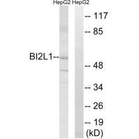Western blot analysis of extracts from HepG2 cells, using BAIAP2L1 antibody.