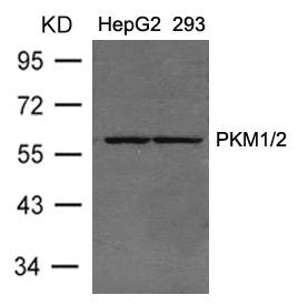 Western blot analysis of extracts from HepG2 and 293 cells using PKM1/2 Antibody.