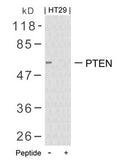 Western blot analysis of extracts from HT29 cells using PTEN(Ab-380/382/383) Antibody and the same antibody preincubated with blocking peptide.