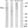 Western blot analysis of extracts from HeLa/COS7/RAW246.7 cells, using Tau (Ab-235) antibody.