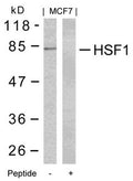 Western blot analysis of extracts from MCF7 cells using HSF1(Ab-303) Antibody and the same antibody preincubated with blocking peptide.