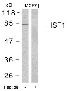 Western blot analysis of extracts from MCF7 cells using HSF1(Ab-303) Antibody and the same antibody preincubated with blocking peptide.