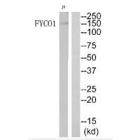 Western blot analysis of extracts from JurKat cells, using FYCO1 antibody.