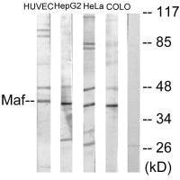 Western blot analysis of extracts from HuvEc cells, HepG2 cells, HeLa cells and COLO205 cells, using Maf antibody.