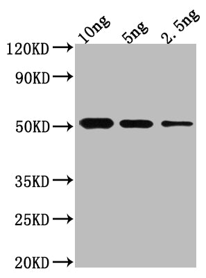 Western Blot
Positive WB detected in Recombinant protein
All lanes: BRO1 antibody at 1:2000
Secondary
Goat polyclonal to rabbit IgG at 1/50000 dilution
Predicted band size: 49.9 kDa
Observed band size: 54 kDa
