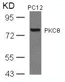 Western blot analysis of extracts from PC12 cells using PKCth(Ab-676) Antibody.