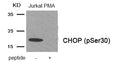 Western blot analysis of extracts from Jurkat cells treated with PMA using Phospho-CHOP (Ser30) antibody.The lane on the right is treated with the antigen-specific peptide.
