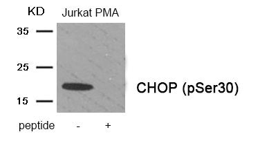 Western blot analysis of extracts from Jurkat cells treated with PMA using Phospho-CHOP (Ser30) antibody.The lane on the right is treated with the antigen-specific peptide.