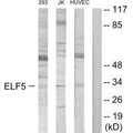 Western blot analysis of extracts from 293 cells, Jurkat cells and HUVEC cells, using ELF5 antibody.