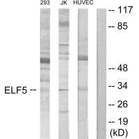 Western blot analysis of extracts from 293 cells, Jurkat cells and HUVEC cells, using ELF5 antibody.