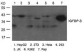 Western blot analysis of extracts from various cells using IGFBP-3 Antibody.