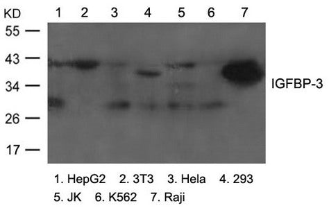 Western blot analysis of extracts from various cells using IGFBP-3 Antibody.