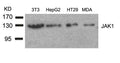 Western blot analysis of extracts from 3T3, HepG2, HT29 and MDA cells using JAK1(Ab-1022) Antibody.
