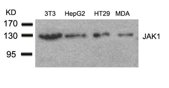 Western blot analysis of extracts from 3T3, HepG2, HT29 and MDA cells using JAK1(Ab-1022) Antibody.