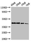 Western Blot
Positive WB detected in: Zebrafish tissue 40µg, 20µg, 10µg, 5µg
All lanes: actba antibody at 2.7µg/ml
Secondary
Goat polyclonal to rabbit IgG at 1/50000 dilution
Predicted band size: 42 kDa
Observed band size: 42 kDa