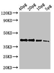 Western Blot
Positive WB detected in: Zebrafish tissue 40µg, 20µg, 10µg, 5µg
All lanes: actba antibody at 2.7µg/ml
Secondary
Goat polyclonal to rabbit IgG at 1/50000 dilution
Predicted band size: 42 kDa
Observed band size: 42 kDa