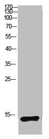 Western blot analysis of mouse&nbsp;lung lysate, antibody was diluted at&nbsp;1:1000. Secondary antibody  was diluted at 1:20000