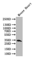 Western Blot
Positive WB detected in: Mouse Heart tissue lysate
All lanes: Clec4g antibody at 1:1000
Secondary
Goat polyclonal to rabbit IgG at 1/50000 dilution
Predicted band size: 34 kDa
Observed band size: 34 kDa