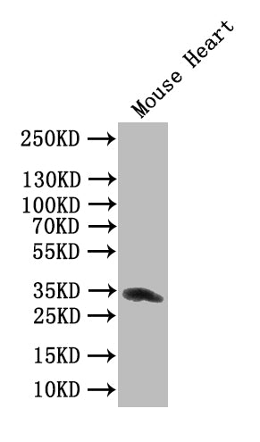 Western Blot
Positive WB detected in: Mouse Heart tissue lysate
All lanes: Clec4g antibody at 1:1000
Secondary
Goat polyclonal to rabbit IgG at 1/50000 dilution
Predicted band size: 34 kDa
Observed band size: 34 kDa