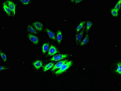 Immunofluorescent analysis of HepG2 cells using CSB-PA808998LA01HU at dilution of 1:100 and Alexa Fluor 488-congugated AffiniPure Goat Anti-Rabbit IgG(H+L)