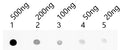 Dot blot analysis of peptides corresponding to the immunogen  was probed with MND1 antibody at a dilution of 1:1000.
Blocking/Dilution buffer: 4% nonfat dry milk(NFDM)/PBS.
Secondary antibody：Goat polyclonal to rabbit IgG at 1/40000 dilution
Exposure time: 24s.