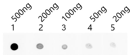 Dot blot analysis of peptides corresponding to the immunogen  was probed with MND1 antibody at a dilution of 1:1000.
Blocking/Dilution buffer: 4% nonfat dry milk(NFDM)/PBS.
Secondary antibody：Goat polyclonal to rabbit IgG at 1/40000 dilution
Exposure time: 24s.