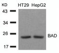 Western blot analysis of extracts from HT29 and HepG2 cells using BAD(Ab-136) Antibody.