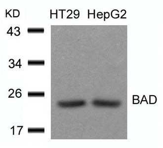 Western blot analysis of extracts from HT29 and HepG2 cells using BAD(Ab-136) Antibody.