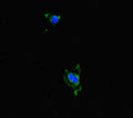 Immunofluorescent analysis of Hela cells using CSB-PA811634LA01HU at dilution of 1:100 and Alexa Fluor 488-congugated AffiniPure Goat Anti-Rabbit IgG(H+L)