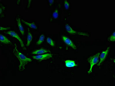 Immunofluorescent analysis of Hela cells using CSB-PA812864LA01HU at dilution of 1:100 and Alexa Fluor 488-congugated AffiniPure Goat Anti-Rabbit IgG(H+L)