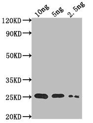 Western Blot
Positive WB detected in Recombinant protein
All lanes: TADA antibody at 1:2000
Secondary
Goat polyclonal to rabbit IgG at 1/50000 dilution
Predicted band size: 22.8 kDa
Observed band size: 25 kDa