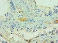 ADAMTSL1 Antibody – Figure 1 of 1