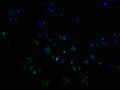 Immunofluorescence staining of PC3 cells with CSB-PA818815OA01HU at 1:100, counter-stained with DAPI. The cells were blocked in 10% normal Goat Serum and incubated with the antibody overnight at 4°C. The secondary antibody was Alexa Fluor 488-congugated AffiniPure Goat Anti-Rabbit IgG(H+L).