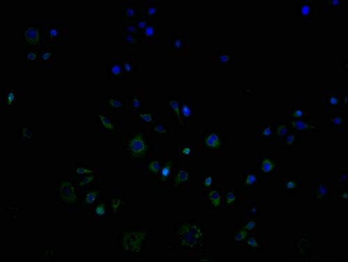 Immunofluorescence staining of PC3 cells with CSB-PA818815OA01HU at 1:100, counter-stained with DAPI. The cells were blocked in 10% normal Goat Serum and incubated with the antibody overnight at 4°C. The secondary antibody was Alexa Fluor 488-congugated AffiniPure Goat Anti-Rabbit IgG(H+L).