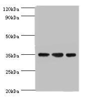 Western blot All lanes: AIMP2 antibody at 5ug/ml Lane 1: Hela whole cell lysate Lane 2: HepG2 whole cell lysate Lane 3: K562 whole cell lysate Secondary Goat polyclonal to rabbit IgG at 1/10000 dilution Predicted band size: 35 kDa Observed band size: 35 kDa