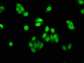 Immunofluorescence staining of HepG2 cells with CSB-PA819883LA01HU at 1:530, counter-stained with DAPI. The cells were fixed in 4% formaldehyde, permeabilized using 0.2% Triton X-100 and blocked in 10% normal Goat Serum. The cells were then incubated with the antibody overnight at 4&deg;C. The secondary antibody was Alexa Fluor 488-congugated AffiniPure Goat Anti-Rabbit IgG(H+L).