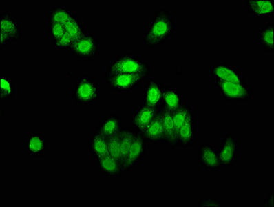 Immunofluorescence staining of HepG2 cells with CSB-PA819883LA01HU at 1:530, counter-stained with DAPI. The cells were fixed in 4% formaldehyde, permeabilized using 0.2% Triton X-100 and blocked in 10% normal Goat Serum. The cells were then incubated with the antibody overnight at 4&deg;C. The secondary antibody was Alexa Fluor 488-congugated AffiniPure Goat Anti-Rabbit IgG(H+L).