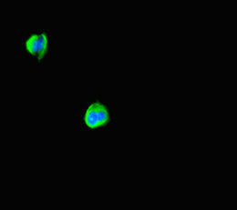 Immunofluorescent analysis of MCF-7 cells using CSB-PA819884HA01HU at dilution of 1:100 and Alexa Fluor 488-congugated AffiniPure Goat Anti-Rabbit IgG(H+L)