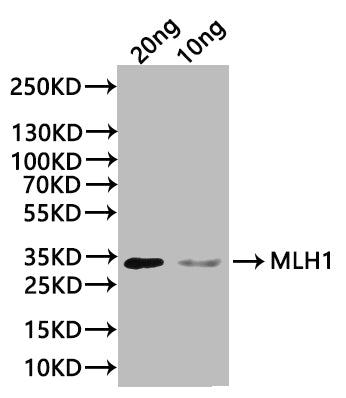 Western Blot
Positive WB detected in: recombinant protein
All lanes:MLH1 Antibody at 1:1000
Secondary
Goat polyclonal to rabbit IgG at 1/20000 dilution
Predicted band size: 33 kDa
Observed band size: 33 kDa